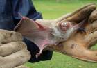 Alerta en Uribelarrea por un murciélago infectado de "rabia"