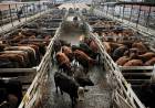 Matarifes de la carne cuestionan el valor de una guía de Cañuelas