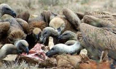 El dolor de una muerte y el vuelo de los carroñeros