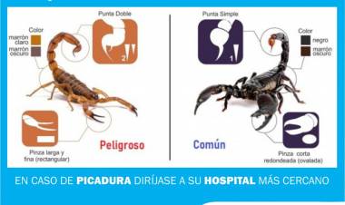 Campaña de prevención contra los alacranes