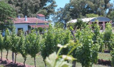 Bodegas bonaerenses: degustar sabores para imaginar paisajes