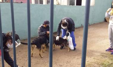 Vacunación antirrábica en el barrio Libertad