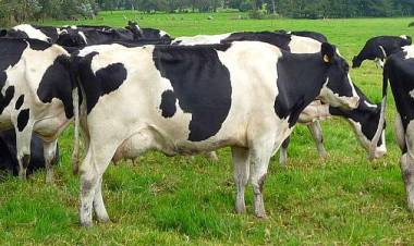 Prevención en sanidad animal