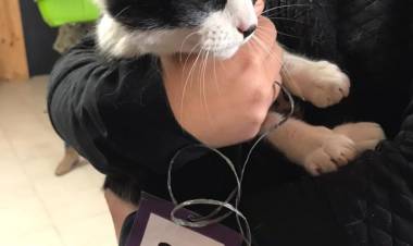  Jornada de castración y vacunación de mascotas Los Aromos