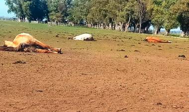 Denuncian que hay 60 caballos abandonados en un campo de Cañuelas: “Caen desplomados” por falta de comida