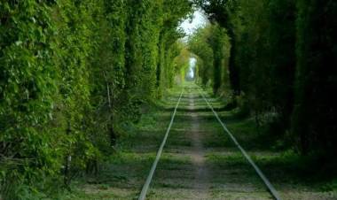 Un túnel de árboles muy bello y poco conocido para pasear por Uribelarrea