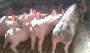 Estafas navideñas en Cañuelas con la compra de lechones