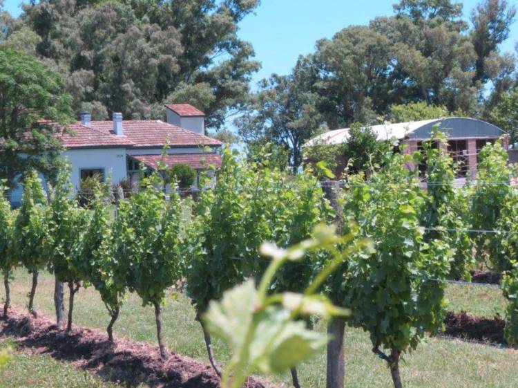 Bodegas bonaerenses: degustar sabores para imaginar paisajes