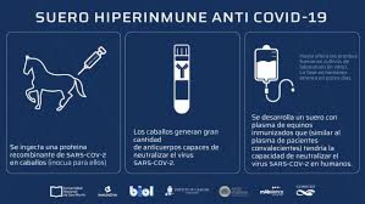 COVID-19: Avanzan en la investigación del suero equino hiperinmune para neutralizar el virus