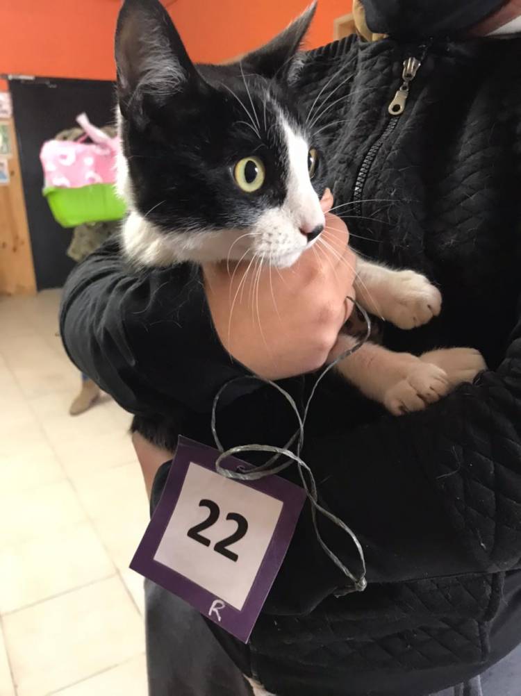  Jornada de castración y vacunación de mascotas Los Aromos