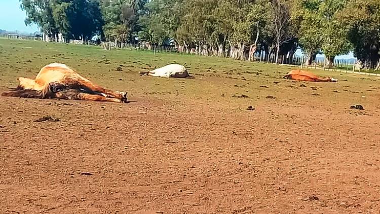 Denuncian que hay 60 caballos abandonados en un campo de Cañuelas: “Caen desplomados” por falta de comida