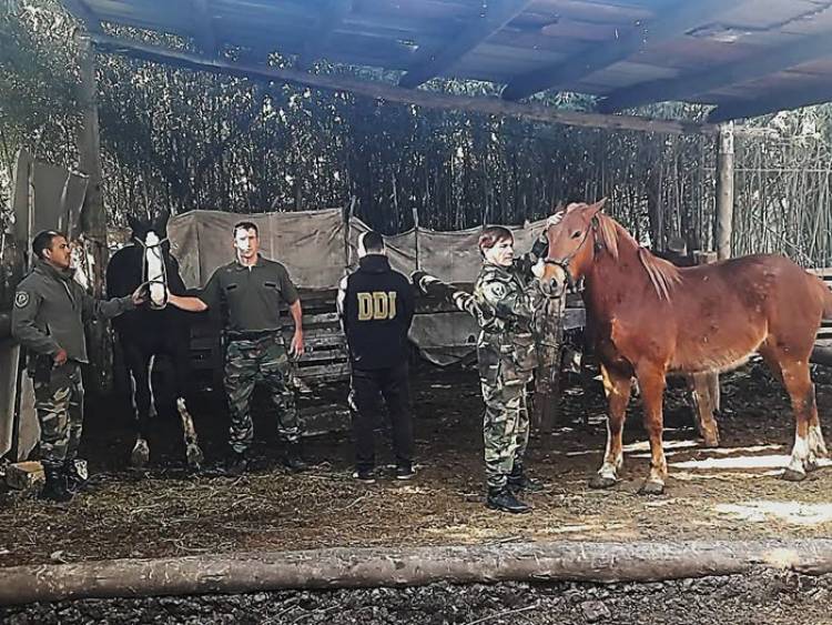 Recuperaron cinco caballos robados en Cañuelas y detuvieron un sospechoso