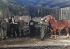Recuperaron cinco caballos robados en Cañuelas y detuvieron un sospechoso