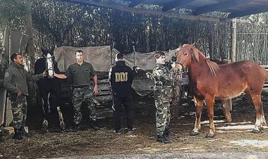 Recuperaron cinco caballos robados en Cañuelas y detuvieron un sospechoso
