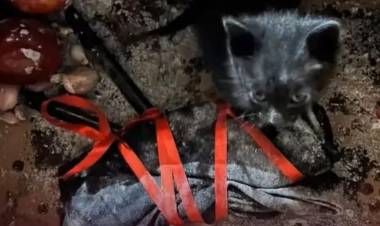 MACABRO RESCATE DE UN GATITO NEGRO  UTILZADO EN UN POSIBLE RITUAL