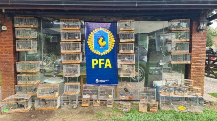 La Policía Federal rescató en Cañuelas y en la región aves valuadas aproximadamente en un millón de pesos