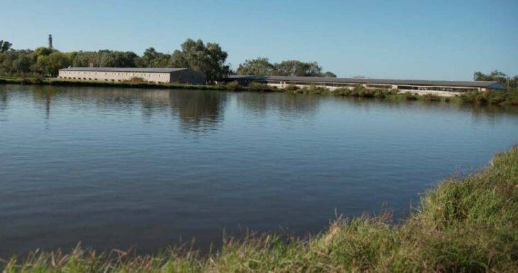 ACUMAR clausuró la chanchería de Cañuelas  Forezer S.A. por vuelcos contaminantes