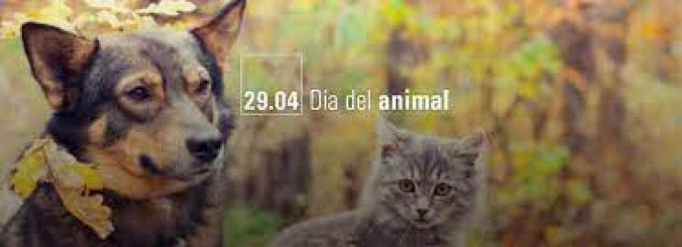 Para la Defensoría es necesario facilitar las castraciones y vacunas en animales
