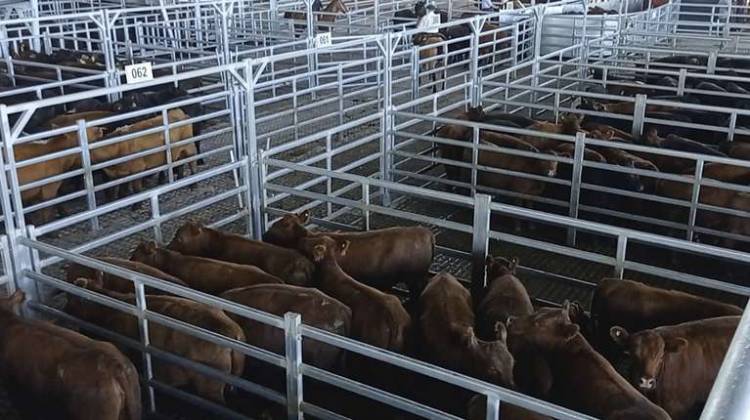 Desde el lunes 17 comienza a operar el Mercado Agroganadero de Cañuelas