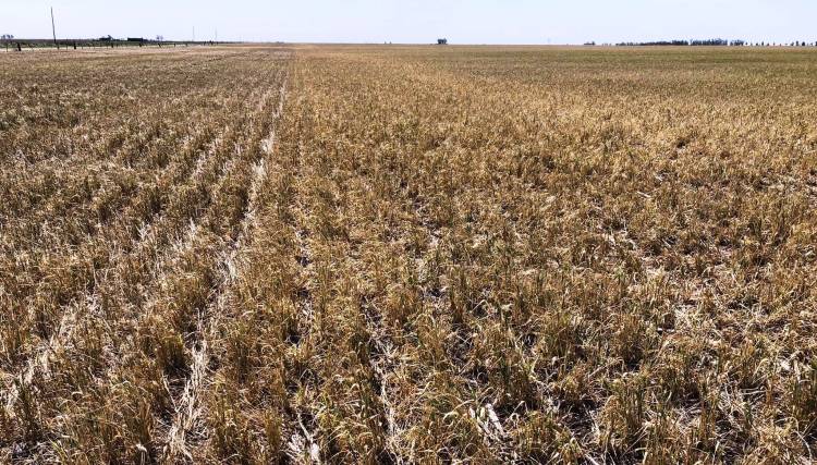 Declaran la Emergencia Agropecuaria para Cañuelas