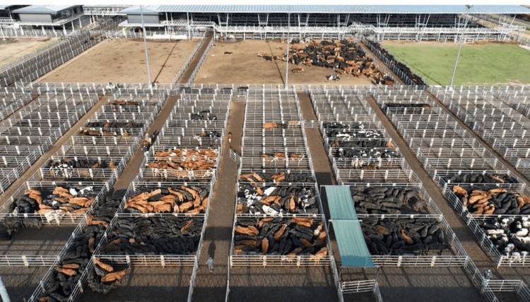 El paro de la CGT se hizo sentir y cayó fuerte el ingreso de hacienda en el MAG de Cañuelas