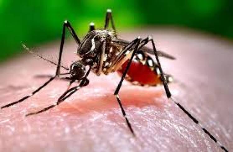 INFORME SOBRE DENGUE EN EL PARTIDO DE CAÑUELAS