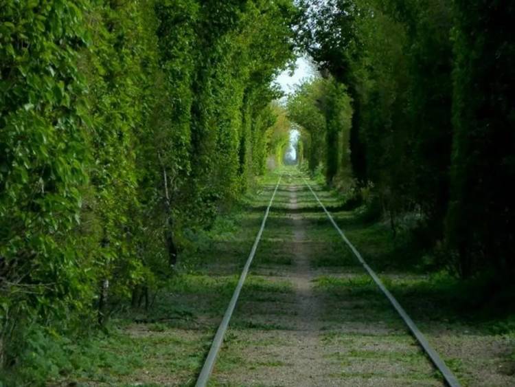 Un túnel de árboles muy bello y poco conocido para pasear por Uribelarrea
