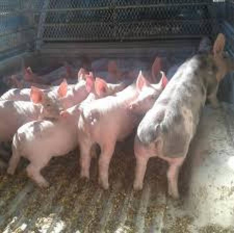 Estafas navideñas en Cañuelas con la compra de lechones