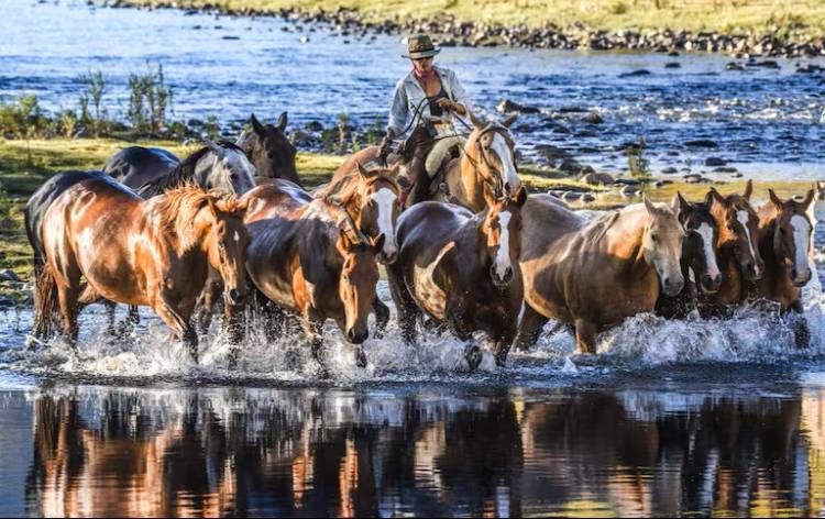De Cañuelas a la Patagonia: la historia de una criadora de caballo